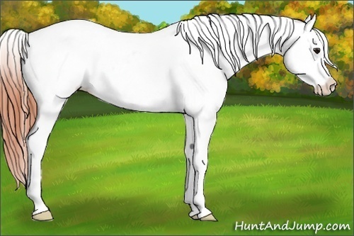 Horse Color:Brown Near Leopard Rabicano 
