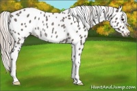 Horse Color:Silver Black Appaloosa Rabicano 