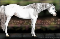 Horse Color:White Spotted Brown Splash Frame Appaloosa 