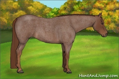 Horse Color:Red Roan 