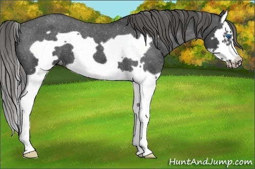 Horse Color:Smoky Blue Roan Splash Frame Appaloosa 
