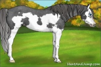 Horse Color:Smoky Blue Roan Splash Frame Varnish 