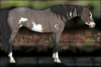 Horse Color:Brown Roan Frame