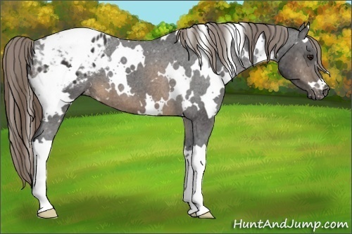 Horse Color:White Spotted Buckskin Blanket 