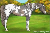 Horse Color:White Spotted Buckskin Blanket