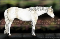 Horse Color:White Spotted Palomino Rabicano
