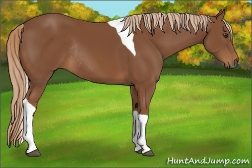 Horse Color:Chestnut Tobiano Rabicano 
