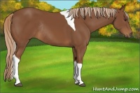 Horse Color:Chestnut Tobiano Rabicano