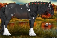 Horse Color:White Spotted Brown 