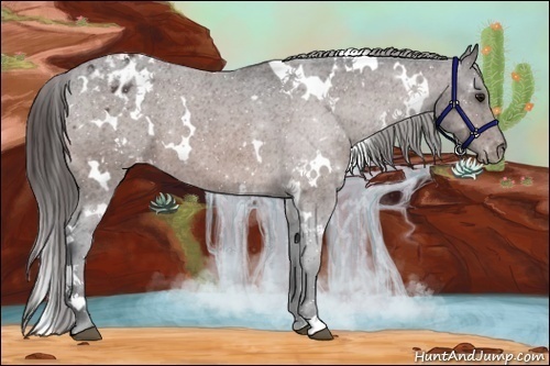 Horse Color:White Spotted Bay Appaloosa