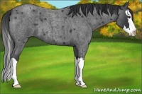 Horse Color:Blue Roan Splash 