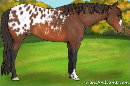 Horse Color:Bay Appaloosa 