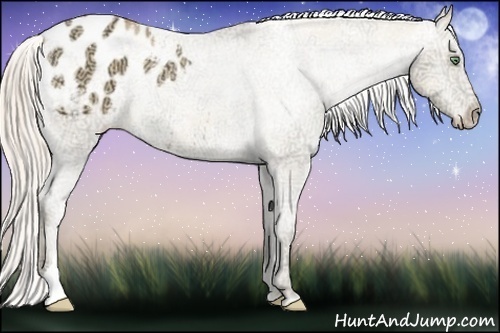Horse Color:Gold Cream Champagne Ice Appaloosa Rabicano 
