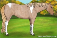 Horse Color:Red Roan Tobiano 