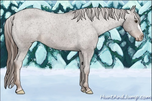 Horse Color:Liver Chestnut Appaloosa 