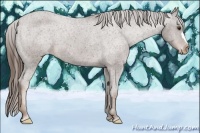 Horse Color:Liver Chestnut Varnish 