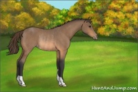 Horse Color:Buckskin Varnish Rabicano