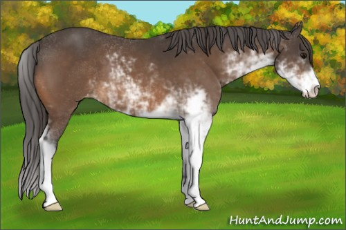Horse Color:Buckskin Sabino Appaloosa