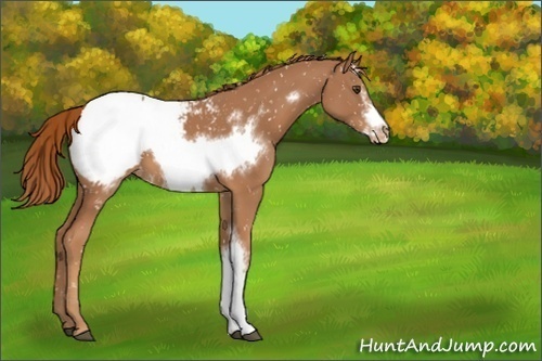 Horse Color:Chestnut Frame Appaloosa 