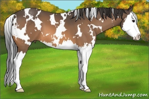 Horse Color:White Spotted Buckskin Sabino Splash 