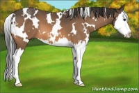 Horse Color:White Spotted Buckskin Sabino Splash 