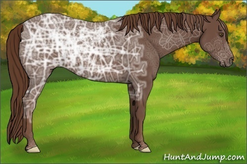 Horse Color:Liver Chestnut Ice 