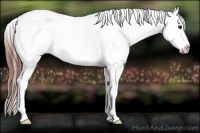 Horse Color:Brown Appaloosa 