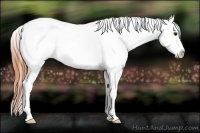 Horse Color:Buckskin Dun Appaloosa