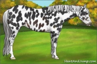 Horse Color:Brown Appaloosa 