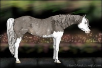 Horse Color:Chocolate Palomino Ice Splash Rabicano