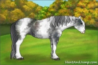Horse Color:White Spotted Black