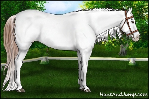 Horse Color:Chestnut Sabino Varnish Rabicano 