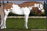 Horse Color:Chestnut Splash 