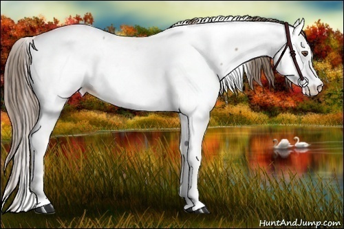 Horse Color:Black Pearl Frame Fewspot
