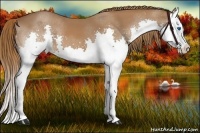 Horse Color:Chestnut Splash 