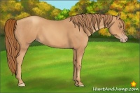 Horse Color:Gold Champagne 