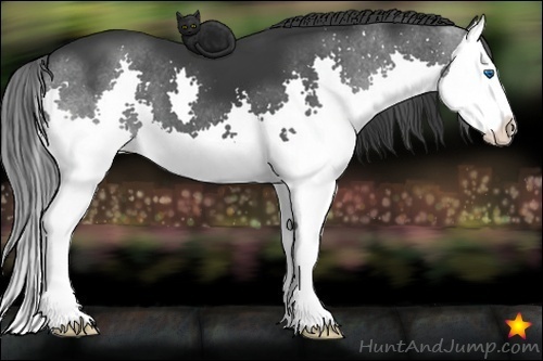 Horse Color:Black Splash 