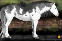 Horse Color:Black Splash 