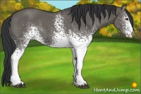 Horse Color:White Spotted Grullo