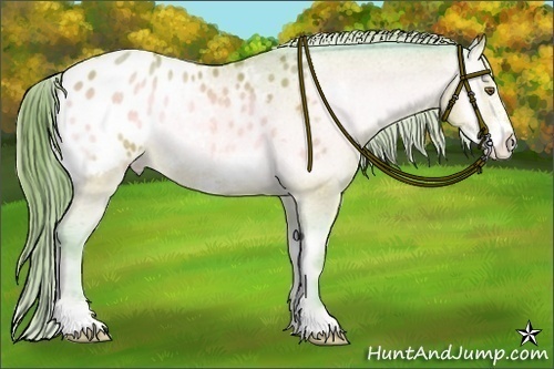 Horse Color:Watercolor Amber Champagne Onyx Sabino Frame Appaloosa 