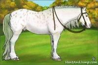 Horse Color:Watercolor Amber Champagne Onyx Sabino Frame Appaloosa 