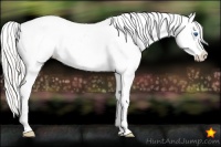 Horse Color:Silver Sable Cream Champagne Splash Appaloosa