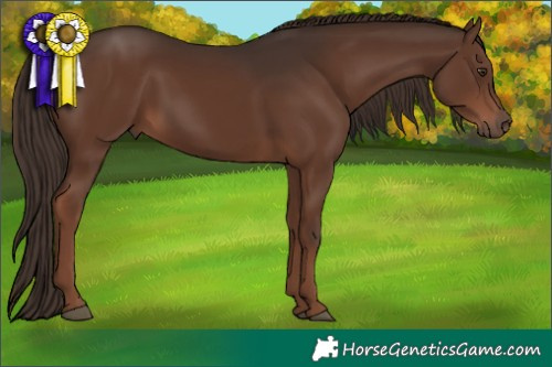 Horse Color:Liver Chestnut 