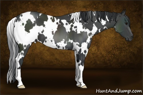 Horse Color:White Spotted Black