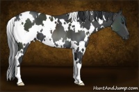 Horse Color:White Spotted Black