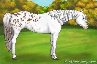 Horse Color:Bay Appaloosa 