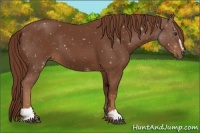 Horse Color:Chestnut Sabino