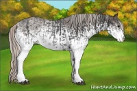 Horse Color:White Spotted Blue Roan Rabicano and White Spotted Silver Blue Roan Rabicano