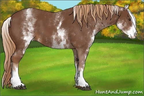 Horse Color:White Spotted Chestnut Sabino
