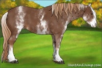 Horse Color:White Spotted Chestnut Sabino 